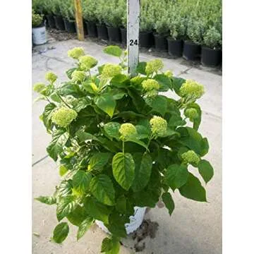 Proven Winners Incrediball Hydrangea - Hydrangea A. Incrediball - 3 Gallon