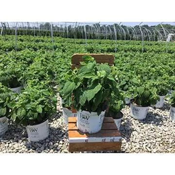 Proven Winners Incrediball Hydrangea - Hydrangea A. Incrediball - 3 Gallon