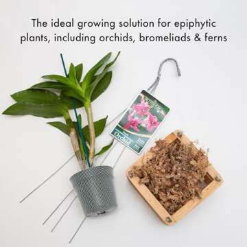 Sun Bulb Cedar Basket 8" - Handcrafted Wood Design for Decor