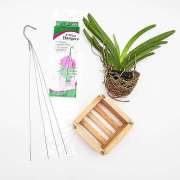 Sun Bulb Cedar Basket 8" - Handcrafted Wood Design for Decor