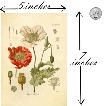 Vintage Botanical Prints Set of 9 Floral Wall Art