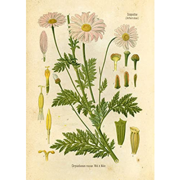 Vintage Botanical Prints Set of 9 Floral Wall Art