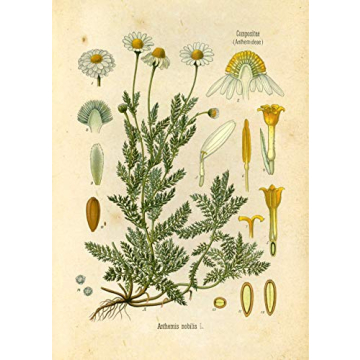 Vintage Botanical Prints Set of 9 Floral Wall Art