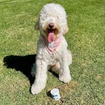 Petpost | Tear Stain Remover Wipes - Presoaked Cotton Pads - Best Natural Eye Crust Treatment for White Fur - Maltese Angels Approved - Chemical and Bleach Free 100 ct.