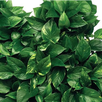 Jobe's 5001T Indoor Fertilizer Spikes for Vibrant Plants