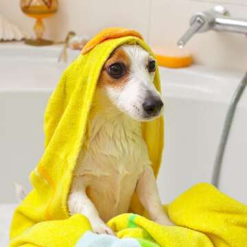 Vet's Best Medicated Oatmeal Shampoo for Dogs - Soothes Dog Dry Skin - Cleans, Moisturizes, and Conditions Skin and Coat - 16 Ounces