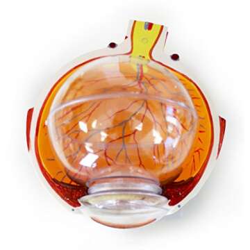 Vision Scientific 6X Eye Model with Removable Parts
