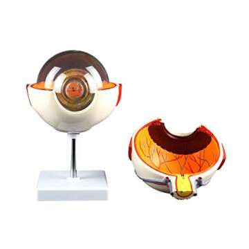 Vision Scientific 6X Eye Model with Removable Parts