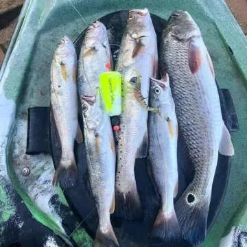 Durable Fairhope Rattle Popping Corks for Fishing