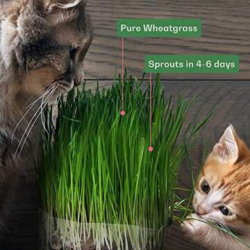 Organic Wheat Grass Seeds, Cat Grass Seeds - 16Ounces - 100% Organic Non-GMO - Hard Red Wheat, Harvested in The US. Easy to Grow Green