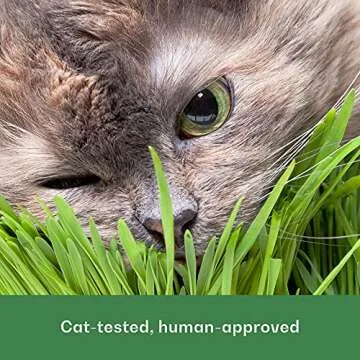 Organic Wheat Grass Seeds, Cat Grass Seeds - 16Ounces - 100% Organic Non-GMO - Hard Red Wheat, Harvested in The US. Easy to Grow Green