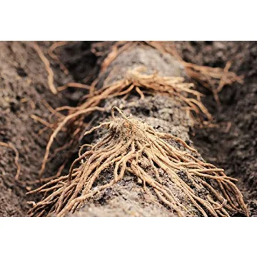 Buy 10 Organic Jersey Knight Asparagus Bare-Root Crowns