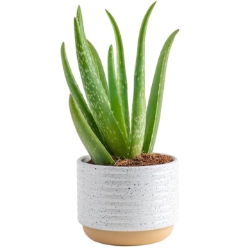 Costa Farms Aloe Vera Live Plant - Perfect Indoor Air Purifier and Decor