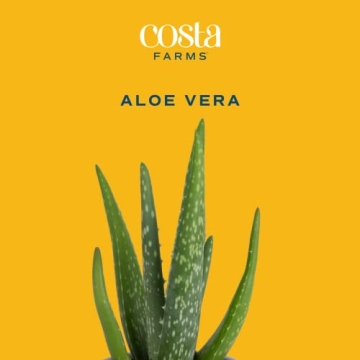 Costa Farms Aloe Vera Plant for Home or Office Decor