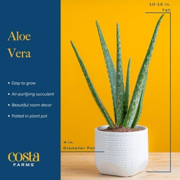 Costa Farms Aloe Vera Plant for Home or Office Decor