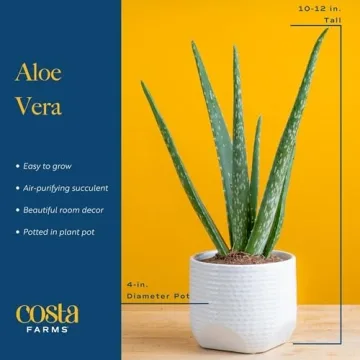 Costa Farms Aloe Vera Plant for Home or Office Decor