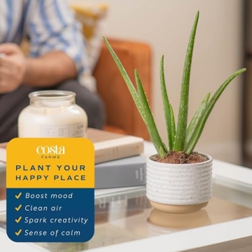 Costa Farms Aloe Vera Plant for Home or Office Decor