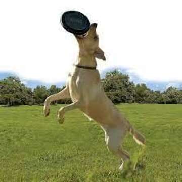 Kong Black Flyer Frisbee - Ideal Dog Fetch Toy