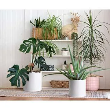 D'vine Dev 6.5 Inch 8 Inch 10 Inch, Set of 3 Plastic Planter Pots for Plants with Drainage Hole and Seamless Saucers, White Color, Large, 74-V-A-4