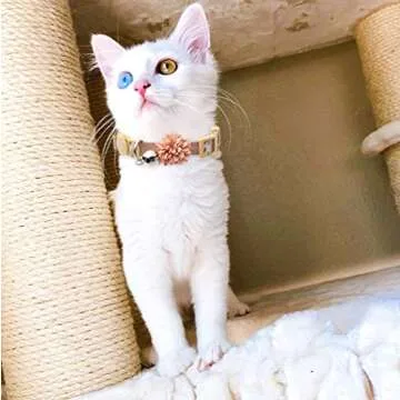 Pack of 3 Cat Flower Collar - Breakaway Small Dog Collars with Bell