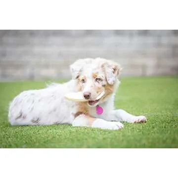 Barking Buddha Beef Cheek Chips - All Natural Chew for Dogs
