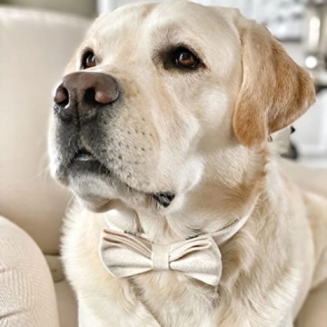 PETDURO Personalized Dog Collar with Quick Release Buckle