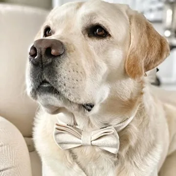 PETDURO Personalized Dog Collar with Quick Release Buckle