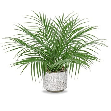Hollyone Large Artificial Potted Plants Fake Palm Plants 16" Faux Tropical Palm Plant Tree in Cerami...