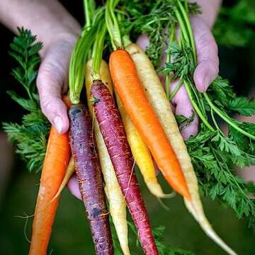 Serenity Kids 6+ Months Certified Organic Baby Food Pouches Veggie Puree - No Sugary Fruits/Added Sugar - 3.5 Oz BPA & Allergen-Free Packaging - Garden Variety Pack - 6 Count Veggie Puree Pouches