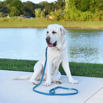 Dogline Biothane Waterproof Dog Leash 2/4/6 Ft Strong Coated Nylon Webbing with Black Hardware Odor-Proof Easy to Clean High Performance for Small or Large Dogs Made in USA, Cerulean Blue