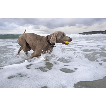 Waboba Fetch Water Ball for Dogs that Love Water Play