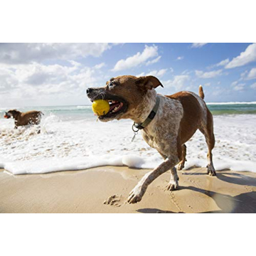 Waboba Fetch Water Ball for Dogs that Love Water Play