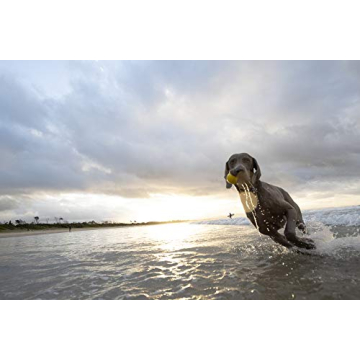 Waboba Fetch Water Ball for Dogs that Love Water Play