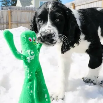 Multipet Gumby Plush Dog Toy - Fun for Dogs and Kids