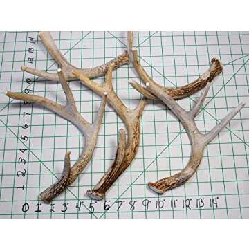 Big Dog Antler Chews - Whitetail Deer Antler Dog Chew, Medium, 8 Inches to 13 Inches Long, Natural, ...