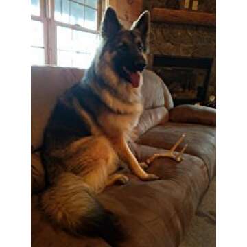 Big Dog Antler Chews - Whitetail Deer Antler Dog Chew, Medium, 8 Inches to 13 Inches Long, Natural, Healthy Long-Lasting Treat. for Medium to Large Size Dogs and Puppies.