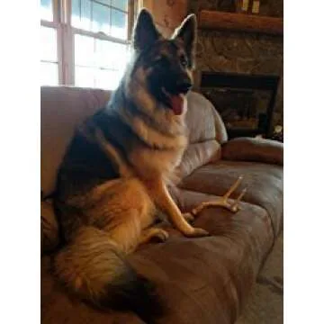 Big Dog Antler Chews - Whitetail Deer Antler Dog Chew, Medium, 8 Inches to 13 Inches Long, Natural, Healthy Long-Lasting Treat. for Medium to Large Size Dogs and Puppies.