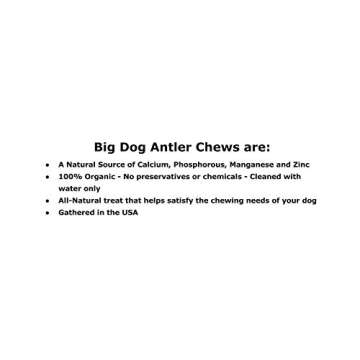 Big Dog Antler Chews - Whitetail Deer Antler Dog Chew, Medium, 8 Inches to 13 Inches Long, Natural, Healthy Long-Lasting Treat. for Medium to Large Size Dogs and Puppies.