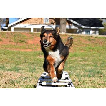 Better Sporting Dogs Agility Training Ladder for Dogs