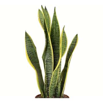 Shop Succulents | Standing Collection | Hand Selected, Air Purifying Live Sansevieria Laurentii Snake Indoor House Plant in 6" Grow Pot, 6 INCH