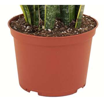 Shop Succulents | Standing Collection | Hand Selected, Air Purifying Live Sansevieria Laurentii Snake Indoor House Plant in 6" Grow Pot, 6 INCH