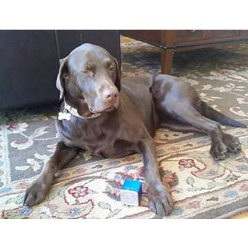 Pet Tunes Bluetooth Speaker Preloaded with Calming Canine Music