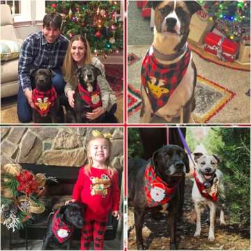 PAWCHIE 2 PCS Christmas Dog Bandanas with Handmade Applique (Santa Claus & Elk), Washable Plaid Triangle Bibs Scarfs for Puppy