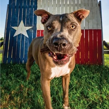 Get Naked Joint Health Dental Chew Sticks for Dogs