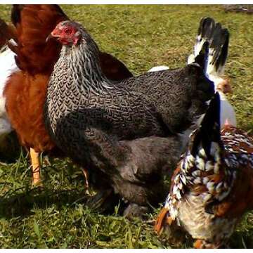 Regarding Chickens, DVD Video Guide, Incubation, Hatching, Brooding & Caring for Chickens of All Breeds. Chicken Video