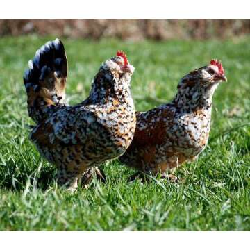 Regarding Chickens, DVD Video Guide, Incubation, Hatching, Brooding & Caring for Chickens of All Breeds. Chicken Video
