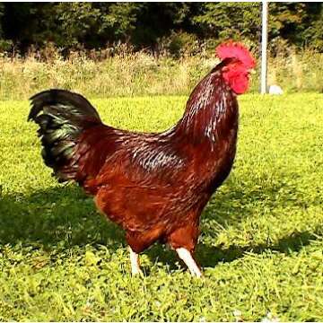 Regarding Chickens, DVD Video Guide, Incubation, Hatching, Brooding & Caring for Chickens of All Breeds. Chicken Video