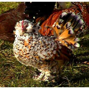 Regarding Chickens, DVD Video Guide, Incubation, Hatching, Brooding & Caring for Chickens of All Breeds. Chicken Video