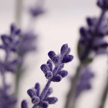 Flojery Artificial Lavender Flowers with Silk Flocked Fake Lavender Plant for Wedding Home Table Cen...