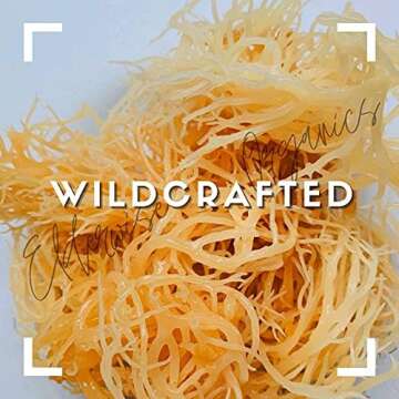 Sea Moss | WILDCRAFTED | 2.5 oz that makes 64 oz of gel | Raw + Non GMO | Sundried | MINERAL RICH | ...